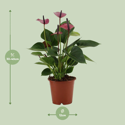Kamerplant - Anthurium Baby Purple - Pot Ø 12cm Hoogte ↕ 36cm