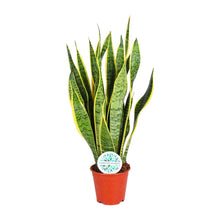 Kamerplant - Sansevieria Trifasciata Laurentii - Pot Ø 14cm Hoogte ↕ 50cm