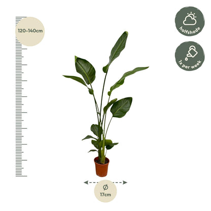 XL kamerplant 2x Strelitzia Nicolai - Pot Ø 17cm Hoogte ↕ 130cm