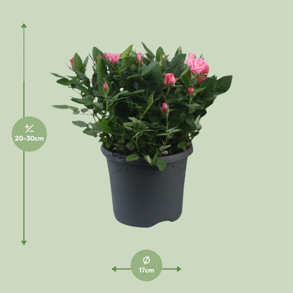 Buitenplant - Rosa Jewel Patio Sparkling - Bloeiend - Pot Ø 17cm Hoogte ↕ 30cm