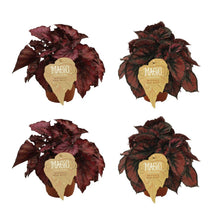 Kamerplant 4 stuks - 2x Begonia Rex Redbull + 2x Begonia Rex Red Kiss - Pot Ø 12cm Hoogte ↕ 25cm