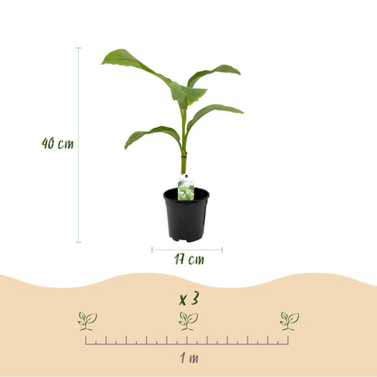 Buitenplant 6x Musa Basjoo - Winterhard - Pot Ø 17cm Hoogte ↕ 40cm