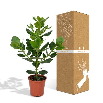 Kamerplant - Clusia Rosea 'Princess' - Pot Ø 17cm Hoogte ↕ 60cm