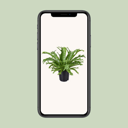 Kamerplant - Asplenium Nidus Crissie - Pot Ø 17cm Hoogte ↕ 40cm