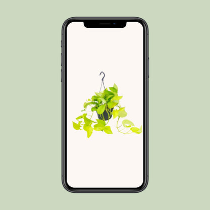 Kamerplant - Epipremnum Golden Pothos - Pot Ø 15cm Hoogte ↕ 25cm