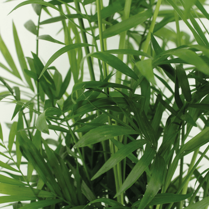 Kamerplant 2x Chamaedorea Elegans (Mexicaanse Bergpalm) - Pot Ø 17cm Hoogte ↕ 55cm