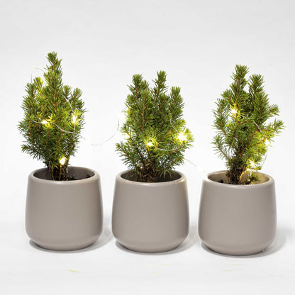 Kamerplant 3x Mini kerstboom - Inclusief pot en LED verlichting