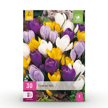 Buitenplant 30x Crocus Large Flowering Mix - Bloeiend - Bolmaat 7/8