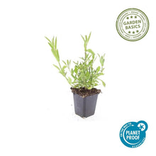 Buitenplant 6x Verbena bonariensis - Bloeiend - Pot Ø 9cm Hoogte ↕ 10-25cm