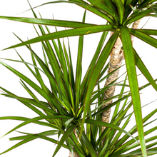 Kamerplant - Dracaena Marginata Green - Pot Ø 21cm Hoogte ↕ 110-130cm