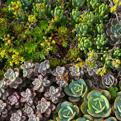 Buitenplant - Alpine Mix Bodembedekker Winterhard - 8 Planten - Pot Ø 14cm Hoogte ↕ 17cm