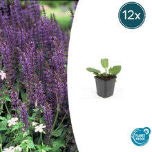 Buitenplant 12x Salvia nemorosa 'Mainacht' - Bloeiend - Pot Ø 9cm Hoogte ↕ 10-25cm