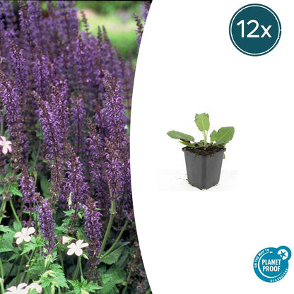 Buitenplant 12x Salvia nemorosa 'Mainacht' - Bloeiend - Pot Ø 9cm Hoogte ↕ 10-25cm