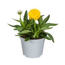 Buitenplant 8x Coreopsis Grandiflora - Bloeiend - Pot Ø 13cm Hoogte ↕ 25-35cm