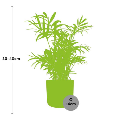 Kamerplant - Chamaedorea - Luchtzuiverend - Pot Ø 14cm