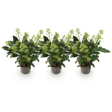 Buitenplant 3x Skimmia japonica Finchy - Wit Bloeiend - Winterhard - Pot Ø 10,5cm Hoogte ↕ 25cm