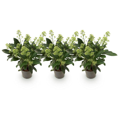 Buitenplant 3x Skimmia japonica Finchy - Wit Bloeiend - Winterhard - Pot Ø 10,5cm Hoogte ↕ 25cm