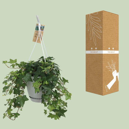 Kamerplant - Hedera Helix Groen - Hangplant met witte hangpot - Pot Ø 17cm