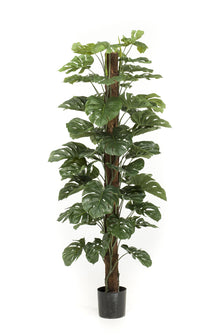 Kunstplant XL - Monstera Deliciosa - Hoogte ↕ 180cm