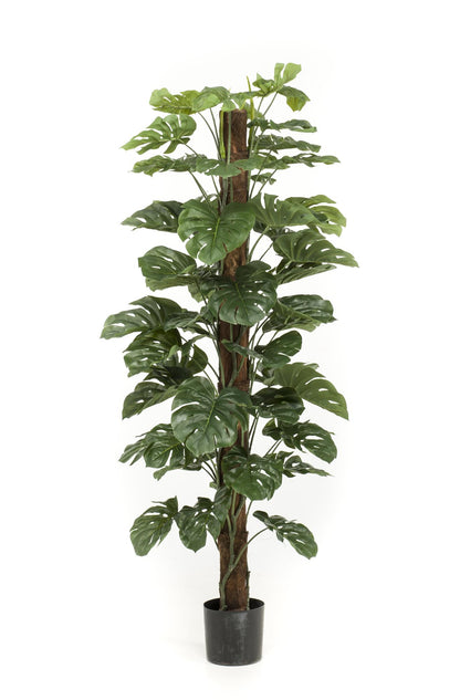 Kunstplant XL - Monstera Deliciosa - Hoogte ↕ 180cm