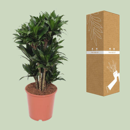 Kamerplant - Dracaena Compacta - Pot Ø 24cm Hoogte ↕ 80cm