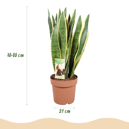 Green BoutiQ - Green is... Kamerplanten - Sansevieria Laurentii - Vrouwentong - Weinig onderhoud - Groen - 1 Plant - Pot 21cm - Hoogte 70-80cm