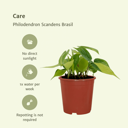 Kamerplant 4x Philodendron Scandens Brasil - Pot Ø 12cm Hoogte ↕ 15cm