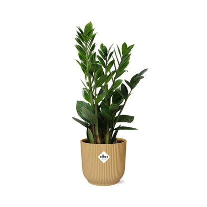 Kamerplant - Zamioculcas - Pot Ø 14cm Hoogte ↕ 45-50cm