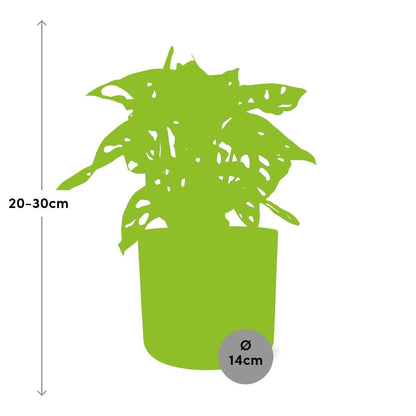 Kamerplant - Monstera 'Monkey Leaf' - Pot Ø 14cm