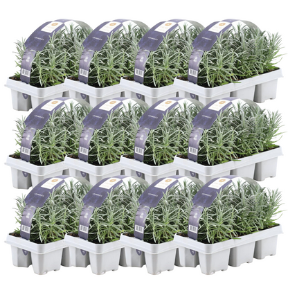 Buitenplant 12x 6 pack Lavendel angustifolia - Bloeiend - Pot Ø 7cm Hoogte ↕ 15cm