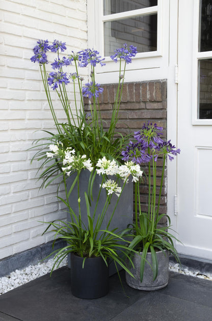 Buitenplant - Agapanthus 'Ever White' - Bloeiend - Pot Ø 19cm Hoogte ↕ 30cm