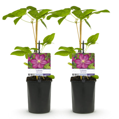 Buitenplant 2x Clematis Ville de Lyon - Bloeiend - Pot Ø 11cm Hoogte ↕ 40cm