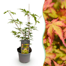Buitenplant - Acer palmatum 'Sangokaku' - Pot Ø 12cm Hoogte ↕ 35cm