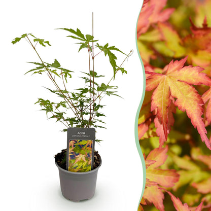 Buitenplant - Acer palmatum 'Sangokaku' - Pot Ø 12cm Hoogte ↕ 35cm