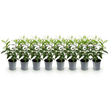Buitenplant 8x Prunus lusitanica Angustifolia - Groenblijvend - Pot Ø 9cm Hoogte ↕ 30-35cm