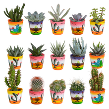 Kamerplant 15x Cactus en vetplanten mix - in Mexicaanse pot - Pot Ø 5,5cm