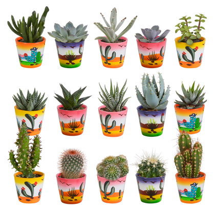 Kamerplant 15x Cactus en vetplanten mix - in Mexicaanse pot - Pot Ø 5,5cm