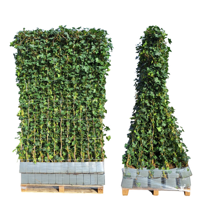 Buitenplant - Hedera hibernica Klimop - Kant-en-Klaar Haag - Breedte ↔ 120cm Hoogte ↕ 150cm