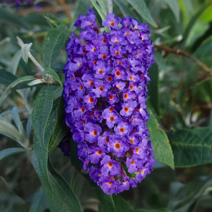 Buitenplant - Buddleja davidii 'Empire Blue' - Winterhard - Pot Ø 17cm Hoogte ↕ 45cm