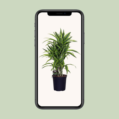 Kamerplant - Dracaena Fragrans 'Lemon Lime' - Pot Ø 24cm Hoogte ↕ 100cm