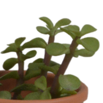 Kamerplant 5x Vetplanten mix - in terracotta pot - Pot Ø 5.5cm