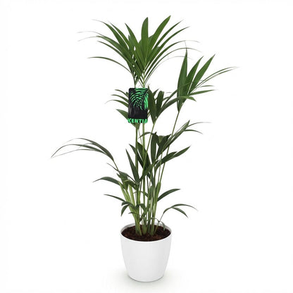 XL kamerplant - Howea Forsteriana Kentia Palm - Pot Ø 21cm Hoogte ↕ 120-130cm