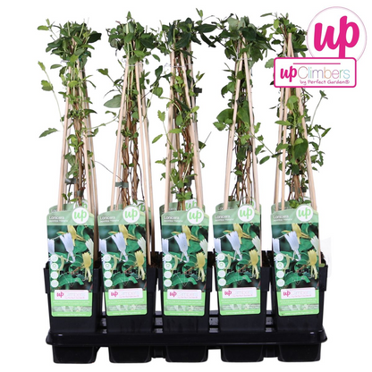 Buitenplant - Lonicera japonica 'Halliana' - Pot Ø 15cm Hoogte ↕ 65cm