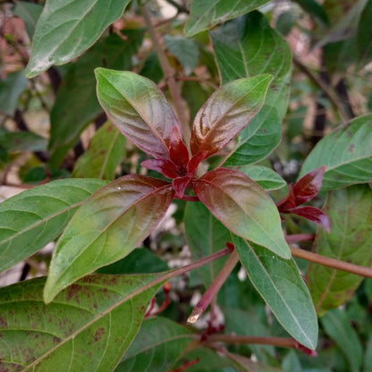 Buitenplant - Cornus alba 'Kesselringii' - Paarse takken - Pot Ø 17cm Hoogte ↕ 45cm