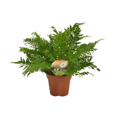 Kamerplant - Blechnum Silver Lady - Pot Ø 17cm Hoogte ↕ 50cm