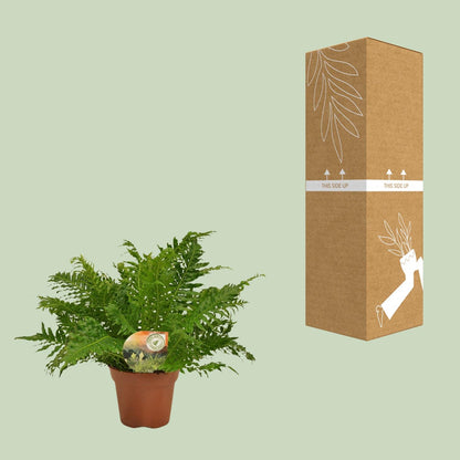Kamerplant - Blechnum Silver Lady - Pot Ø 17cm Hoogte ↕ 50cm