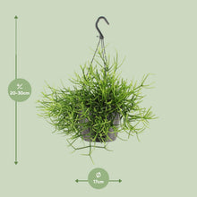 Kamerplant - Rhipsalis Heteroclada - Pot Ø 17cm Hoogte ↕ 25cm