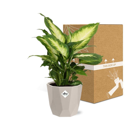 Kamerplant - Dieffenbachia 'Camilla' - Pot Ø 14cm