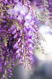 Buitenplant 2x Wisteria floribunda 'Naga Noda' - Bloeiend - Pot Ø 15cm Hoogte ↕ 65cm