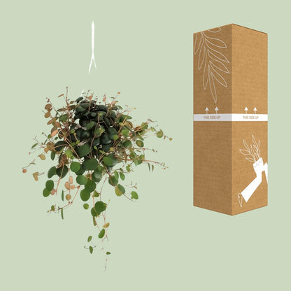 Kamerplant - Peperomia Pepperspot - Pot Ø 11cm Hoogte ↕ 20cm